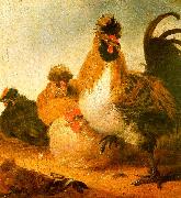 Aelbert Cuyp Rooster Hens oil painting artist